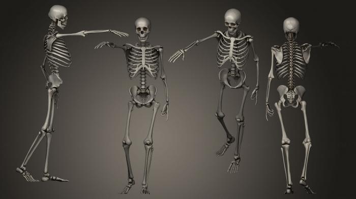 Anatomy of skeletons and skulls (ANTM_0008) 3D model for CNC machine