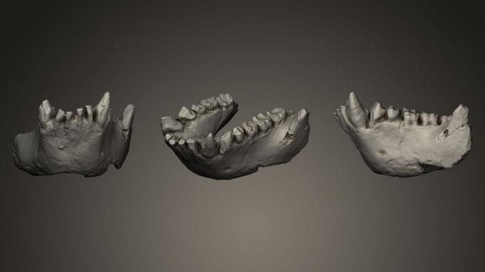Anatomy of skeletons and skulls (ANTM_0014) 3D model for CNC machine