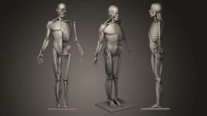 Anatomy of skeletons and skulls (ANTM_0015) 3D model for CNC machine