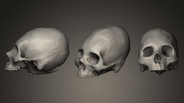 Anatomy of skeletons and skulls (ANTM_0026) 3D model for CNC machine