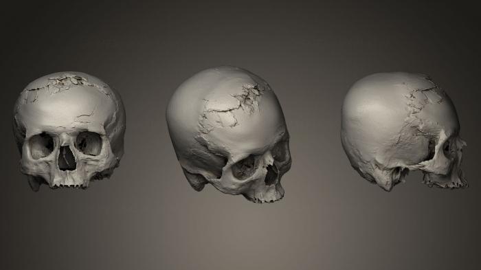 Anatomy of skeletons and skulls (ANTM_0027) 3D model for CNC machine