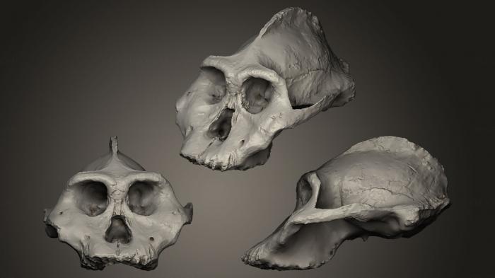 Anatomy of skeletons and skulls (ANTM_0035) 3D model for CNC machine