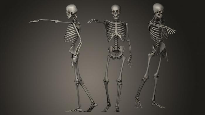 Anatomy of skeletons and skulls (ANTM_0040) 3D model for CNC machine