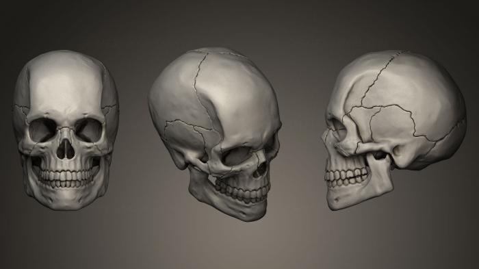 Anatomy of skeletons and skulls (ANTM_0046) 3D model for CNC machine