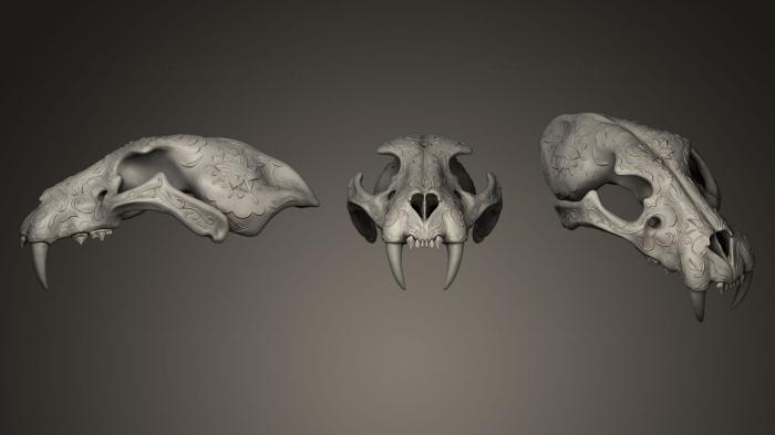 Anatomy of skeletons and skulls (ANTM_0048) 3D model for CNC machine