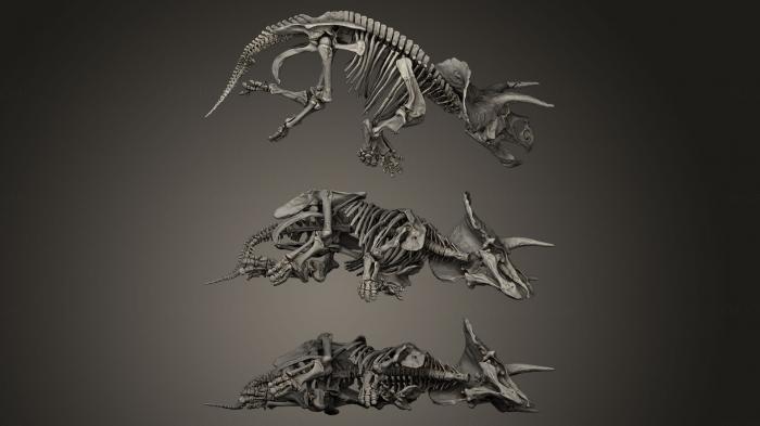 Anatomy of skeletons and skulls (ANTM_0057) 3D model for CNC machine