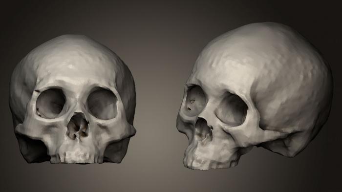 Anatomy of skeletons and skulls (ANTM_0142) 3D model for CNC machine