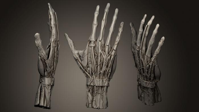 نموذج ثلاثي الأبعاد لآلة CNC تشريح الهياكل العظمية والجماجم Modelo anatmico de mano derecha humana