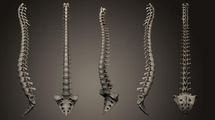 Anatomy of skeletons and skulls (ANTM_0186) 3D model for CNC machine