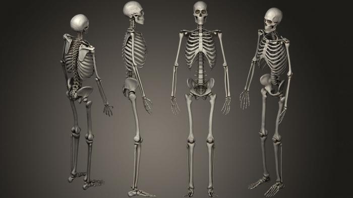 Anatomy of skeletons and skulls (ANTM_0203) 3D model for CNC machine