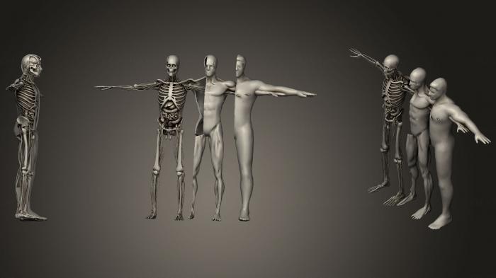 Anatomy of skeletons and skulls (ANTM_0247) 3D model for CNC machine