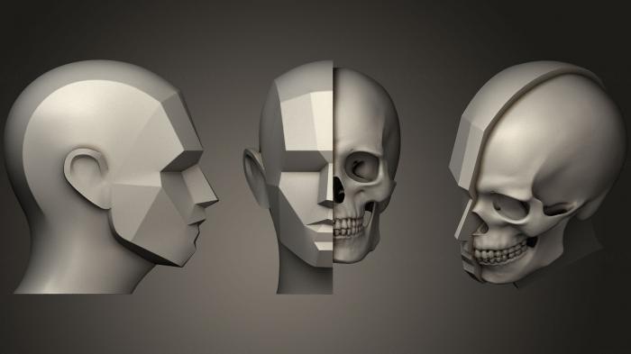 Anatomy of skeletons and skulls (ANTM_0264) 3D model for CNC machine