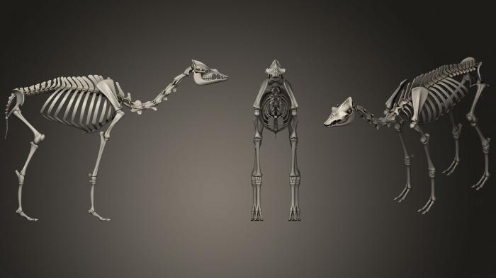 Anatomy of skeletons and skulls (ANTM_0334) 3D model for CNC machine