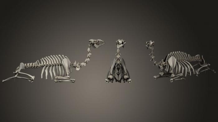 Anatomy of skeletons and skulls (ANTM_0360) 3D model for CNC machine