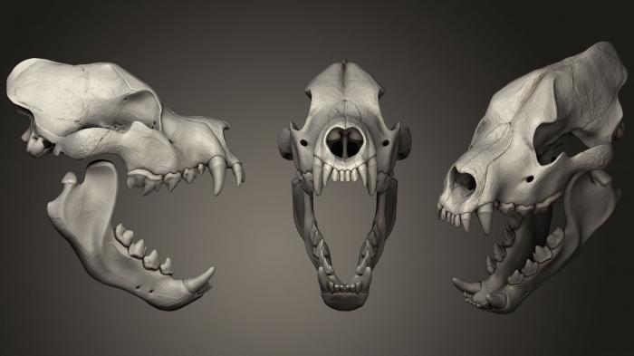 Anatomy of skeletons and skulls (ANTM_0388) 3D model for CNC machine