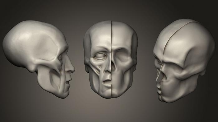 Anatomy of skeletons and skulls (ANTM_0400) 3D model for CNC machine