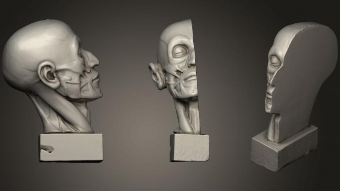 Anatomy of skeletons and skulls (ANTM_0411) 3D model for CNC machine