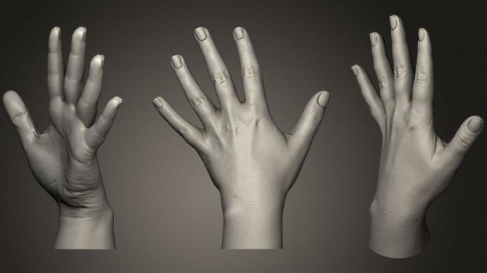 نموذج ثلاثي الأبعاد لآلة CNC تشريح الهياكل العظمية والجماجم أيدي الإناث واقعية