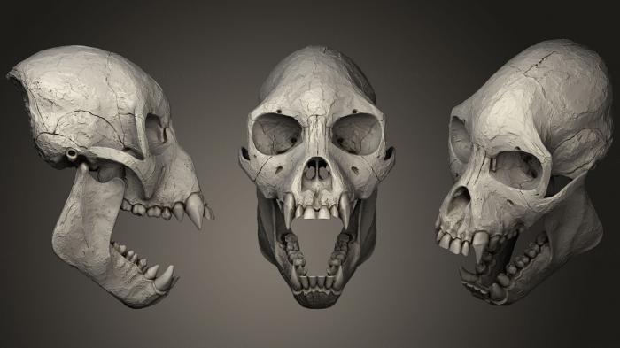 Anatomy of skeletons and skulls (ANTM_0520) 3D model for CNC machine