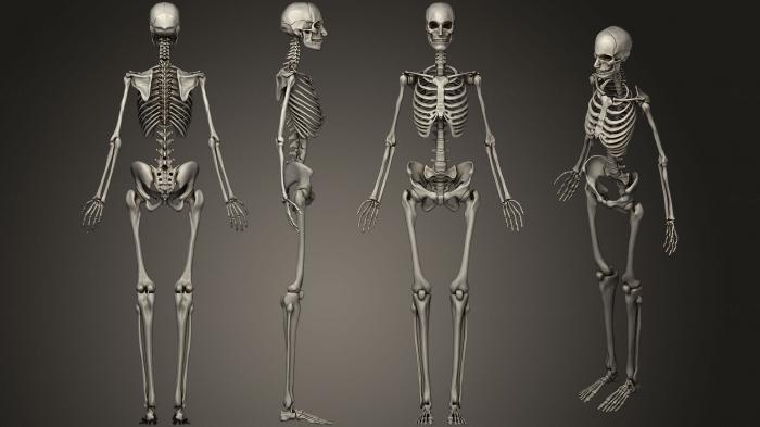Anatomy of skeletons and skulls (ANTM_0521) 3D model for CNC machine