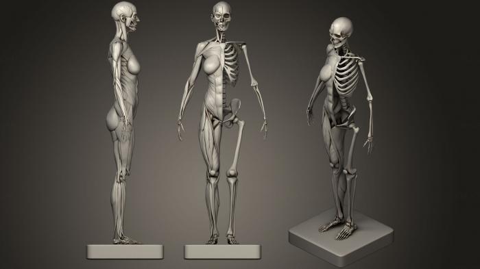 نموذج ثلاثي الأبعاد لآلة CNC تشريح الهياكل العظمية والجماجم أنثى الهيكل العظمي العضلات 3D طباعة