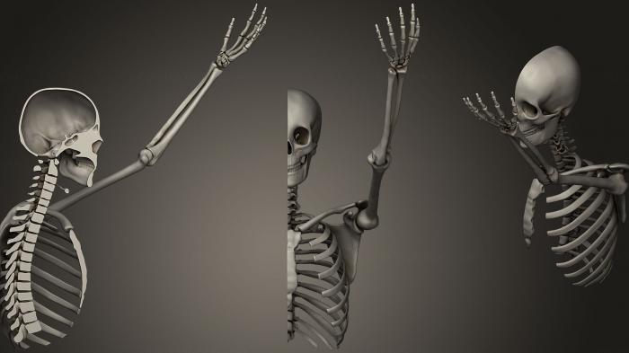 Anatomy of skeletons and skulls (ANTM_0547) 3D model for CNC machine