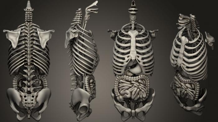 Anatomy of skeletons and skulls (ANTM_0558) 3D model for CNC machine