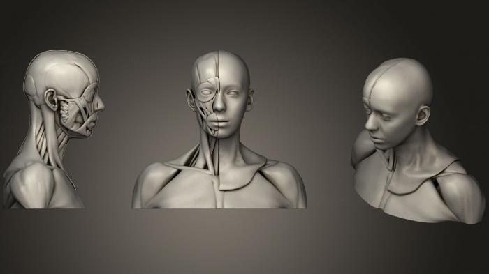Anatomy of skeletons and skulls (ANTM_0626) 3D model for CNC machine