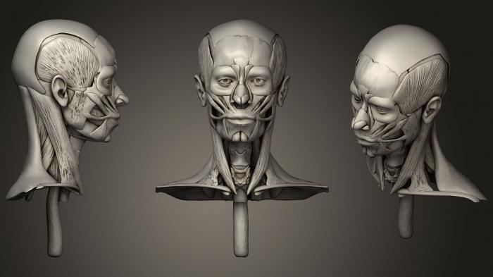 Anatomy of skeletons and skulls (ANTM_0627) 3D model for CNC machine