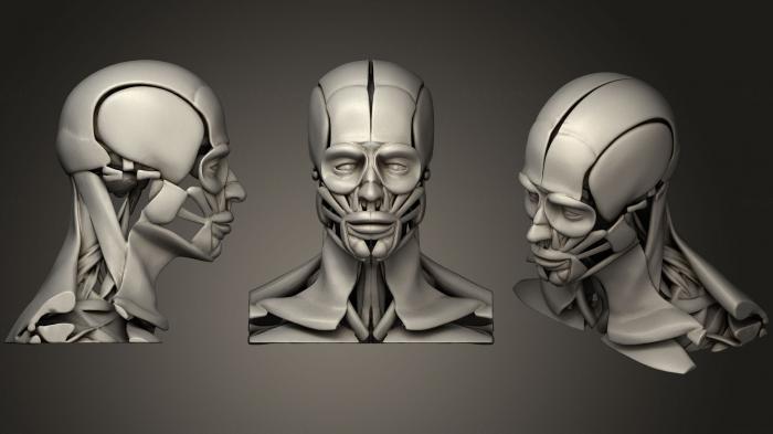 Anatomy of skeletons and skulls (ANTM_0632) 3D model for CNC machine