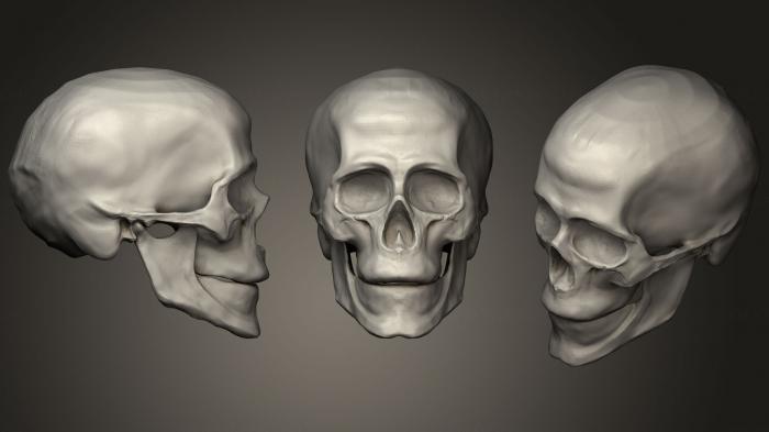 Anatomy of skeletons and skulls (ANTM_0636) 3D model for CNC machine