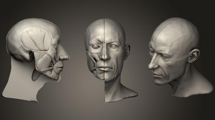 Anatomy of skeletons and skulls (ANTM_0639) 3D model for CNC machine