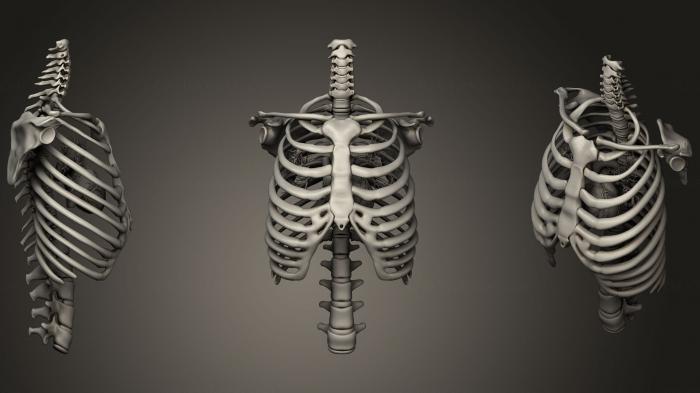 نموذج ثلاثي الأبعاد لآلة CNC تشريح الهياكل العظمية والجماجم القلب داخل القفص الصدري
