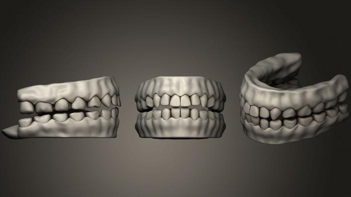 نموذج ثلاثي الأبعاد لآلة CNC تشريح الهياكل العظمية والجماجم أسنان بشرية مفصلة للغاية