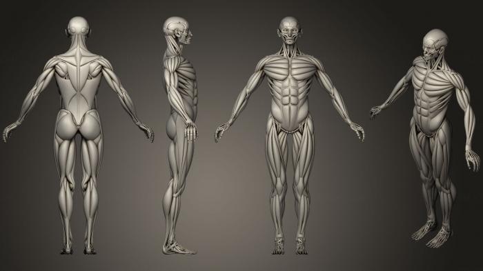 نموذج ثلاثي الأبعاد لآلة CNC تشريح الهياكل العظمية والجماجم عظام وعضلات الإنسان