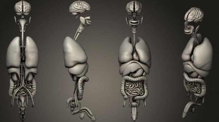 نموذج ثلاثي الأبعاد لآلة CNC تشريح الهياكل العظمية والجماجم نظام الأعضاء الداخلية البشرية