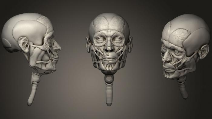 Anatomy of skeletons and skulls (ANTM_0704) 3D model for CNC machine