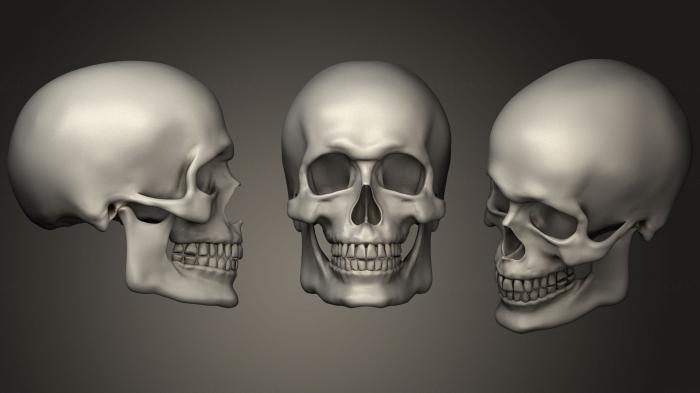 Anatomy of skeletons and skulls (ANTM_0706) 3D model for CNC machine