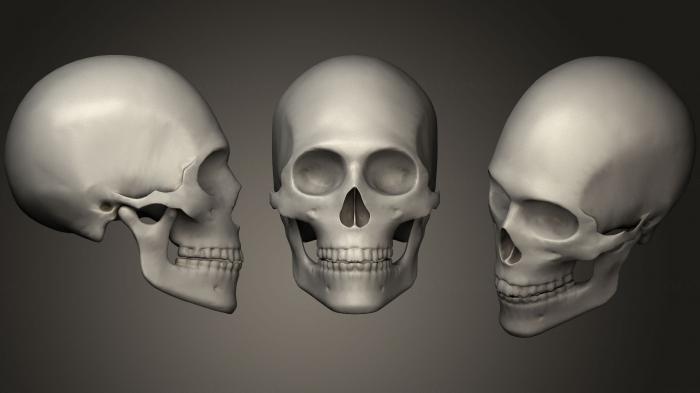 Anatomy of skeletons and skulls (ANTM_0707) 3D model for CNC machine