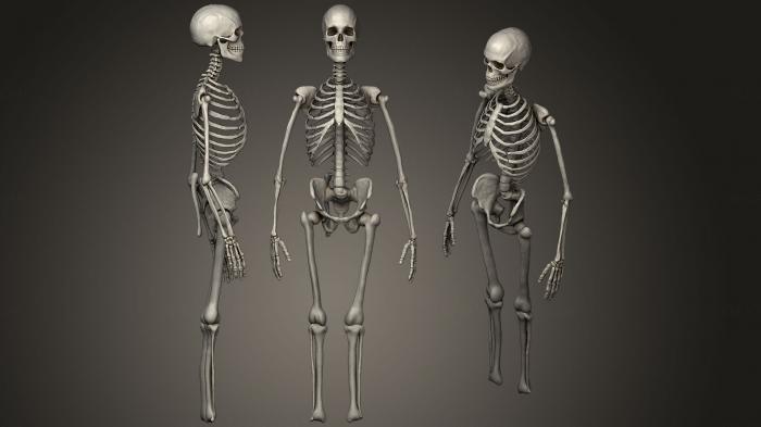 Anatomy of skeletons and skulls (ANTM_0719) 3D model for CNC machine