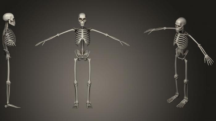 Anatomy of skeletons and skulls (ANTM_0720) 3D model for CNC machine