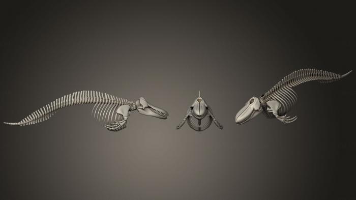 نموذج ثلاثي الأبعاد لآلة CNC تشريح الهياكل العظمية والجماجم الحوت القاتل Orca الهيكل العظمي