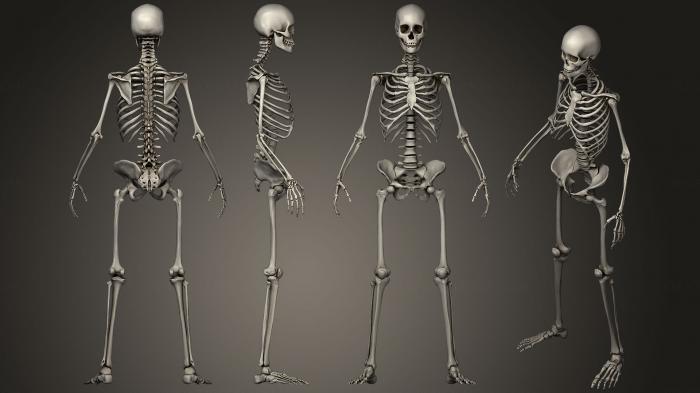 Anatomy of skeletons and skulls (ANTM_0758) 3D model for CNC machine