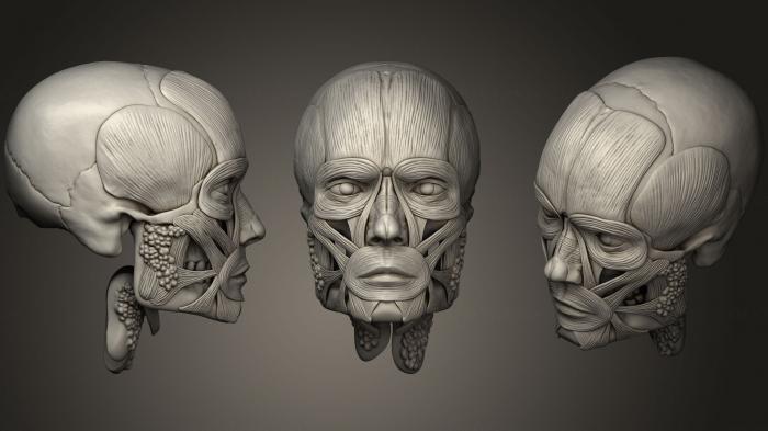 Anatomy of skeletons and skulls (ANTM_0778) 3D model for CNC machine