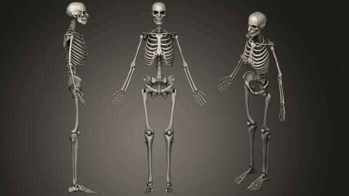 Anatomy of skeletons and skulls (ANTM_0865) 3D model for CNC machine
