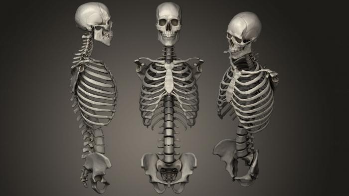 Anatomy of skeletons and skulls (ANTM_0888) 3D model for CNC machine