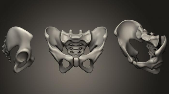 Anatomy of skeletons and skulls (ANTM_0933) 3D model for CNC machine