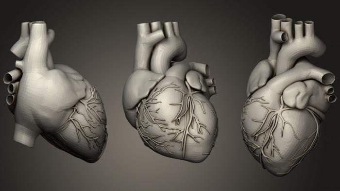 نموذج ثلاثي الأبعاد لآلة CNC تشريح الهياكل العظمية والجماجم قلب بشري واقعي