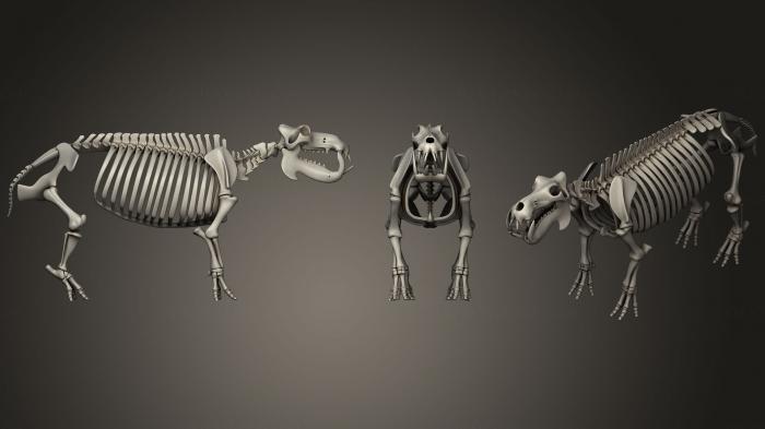 Anatomy of skeletons and skulls (ANTM_0981) 3D model for CNC machine
