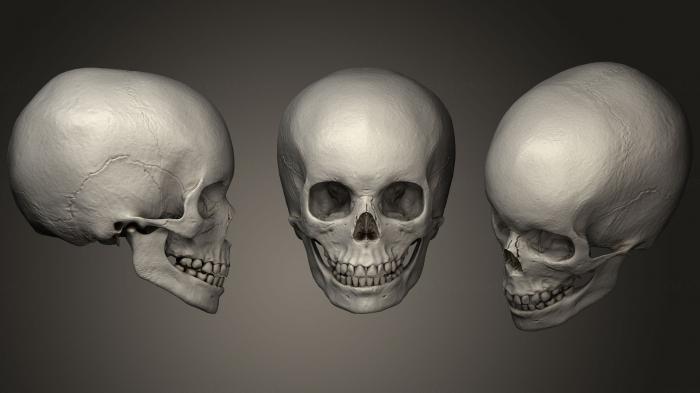 Anatomy of skeletons and skulls (ANTM_1036) 3D model for CNC machine